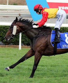Our Beebee has had a very solid hit out in a recent Toowoomba trial.  All things equal she is going to be tough to hold out here first up – great odds as well at $6. Let me on her each way all day! (see race 6)