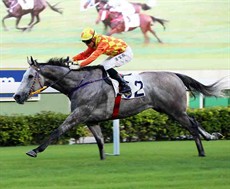 Pingwu Spark notches his first win in Hong Kong in the Class 3 Chaozhou Handicap.
Pingwu Spark notches his first win in Hong Kong in the Class 3 Chaozhou Handicap.