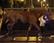Let’s Go Donki (LONGINES Hong Kong Sprint)
