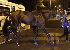 Satono Aladdin (LONGINES Hong Kong Mile)