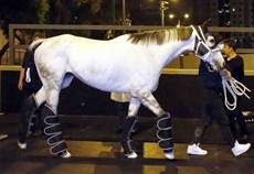Smart Layer (LONGINES Hong Kong Cup)