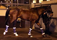 Staphanos (LONGINES Hong Kong Cup)