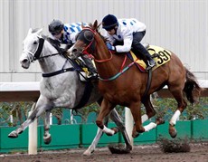 Contentment (outside) cruised to second, a nose behind Silverfield (grey) in the second batch.
