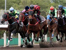 Thewizardofoz (red and black silks) looked impressive in “winning” batch one.

Homg Kong Photos: 
Courtesy Hong Kong Jockey Club