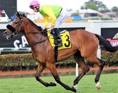 Look I have had the eye on one here for a few weeks now. Trained locally by Jeffrey Chan, Backbench Blues has made his way from Hong Kong to the sunny and warm Gold Coast. He now has had three runs for his new stable in Australia and is fourth up here this weekend. I have been waiting for him to get over 2000 or more metres as I think his best form is over these distances. He is massive odds at $14 (see race 4)