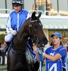 Plucky Girl (15) was brave last start at her home track for the Edmonds Racing stables. She looked a winner all but when the judge called a halt to the race when Ruthless Agent made a sustained run out wide and beat her. (see race 6)