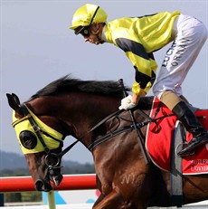 Jimmy Orman takes Red Mahogany to the start before his fall at the Sunshine Coast yesterday

Photo: Graham Potter