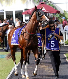 Up for the battle ... Fullazaboot prances around in the parade ring prior to the running of the 2yo Classic