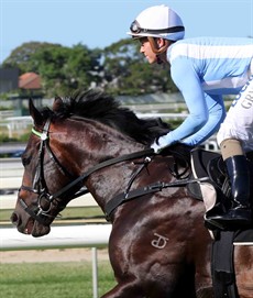 I have gone for some value here with the Graeme Green runner Guissola (15) who I thought showed some super form over the Brisbane Winter Carnival and gets well in here at the massive odds of $41. She trialled well around ten days ago at Deagon with Michael Hellyer in the saddle. She has drawn well compared to some of the more fancied runners and I think I will be gambling each way on this one. (see race 7)