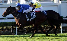 Last year’s Stradbroke winner Impending will run first-up in the Victory Stakes at Doomben this Saturday

Photos: Graham Potter