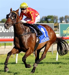 I was here a couple of weeks ago to see Dauphin de France (15) from the Toby Edmonds stables when he won here. I thought he was super impressive that week under a large weight and wonderfully ridden by apprentice Jackson Murphy – this week Jeff Lloyd, the maestro of Brisbane racing takes over. (see race 1)