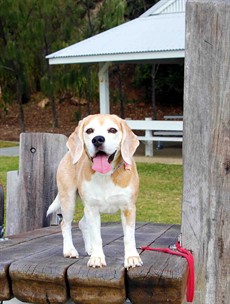 We all know that I just love beagles – so I must put Snoopy (4) in as a chance! Go Snoopy – hopefully a good run will mean my beagle “Buster” gets some extra chicken wings this week to eat!This Chris Munce trained runner was very good in the Bat Out of Hell first up on the Gold Coast. (see race 6)