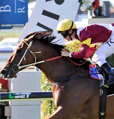 Will the two three year old's Perast (pictured above) and Champagne Cuddles (below) dominate the big race?