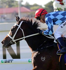 Can the filly Youngstar (16) beat the boys in the Derby? She has drawn terribly in barrier 21. She was placed awkwardly last run in the Queensland Oaks (Group 1) looked like she became unbalanced and did a few things wrong, but did she come with a late rush and put them away under the urgings of Kerrin McEvoy! She loves wet tracks and she is going to get those conditions again this weekend now the rain that has hit Queensland.(see race 7)