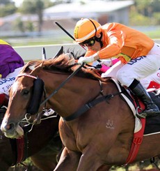 Tyzone ... my pick for the Eye Liner Stakes (see race 8)