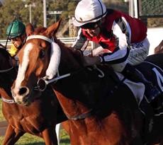 Fighting Teo (Nozi Tomizawa) wins at Toowoomba on June 15 in his first run after that Sunshine Coast disappointment


Photos: Graham Potter