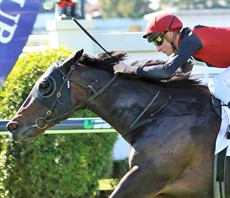 Manaya (3) from the Michael Costa stables on the Gold Coast was very impressive winning here a fortnight ago. I am just a little concerned about the “soft” track as she has not fired on the wet tracks previously, however, the win was very good last start and she meets similar opposition here this weekend. (see race 2)