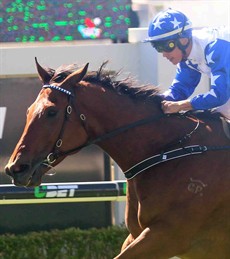 Havasay (6) is trained by Liam Birchley. I cannot ever forget the run here on Cup day in 2017 when he came out and won the Plate race fresh up from a spell. He then went to string another 3 wins together that preparation. This year he has had a different preparation and has been racing in Group races in Brisbane over the winter. 