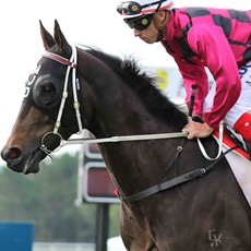 Zamex (5) trained by Matthew Dunn and was scratched from the Sunshine Coast on Saturday to be saved for this race. He probably will enjoy racing on top of the ground rather than on a heavy track that he would have encountered at the Sunshine Coast. Two of his five career wins have been over the mile and Jason Taylor takes the ride. (see race 6)


Racing photos: Darren Winningham