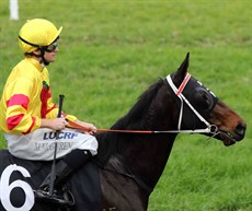 McGuren takes a wonderfully primed King Lear out onto the track before the Carlton Cup at Grafton on Day 1 of the Carnival ...