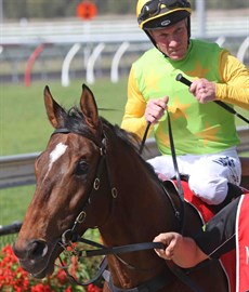 Just Orm (8) from Gollan Racing has been going okay. He won his last start midweek here with a large weight. He goes up in class and down in weight and should be ridden close to the speed. (see race 6)

Jim Byrne is pictured in the saddle here. He is my pic for the Jockey Challenge. He has a nice book or rides. After a recent holiday maybe he will be looking to ride some winners to pay for his trip!