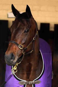 Winx … The calmest head in the house