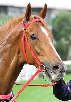 Glorious Forever (pictured above and below) claimed victory in the LONGINES Hong Kong Cup to wrap up a first ever Hong Kong clean-sweep at the LONGINES Hong Kong International Races 