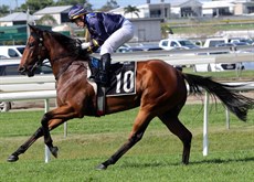 Champagne Daisy … she followed up her Maiden win with a runner up finish in a 3yo Handicap at Doomben


Photos: Graham Potter