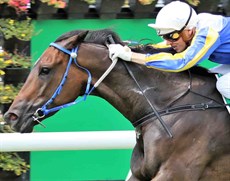 I like Happy Go Plucky to maybe post consecutive wins – I know this is a rare occurrence! He will be ridden by Jimmy Orman again who is riding in career best form. He won last start at Eagle Farm on this John Gilmore gelding after sitting handy and then sprinting from around the 200 metres and putting them to the sword. (see race 4)