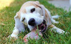 I was on Snoopy last start and he won – my little beagle Buster was so happy as he has a freezer full of chicken wings. I think that the reduction in the trip this weekend and the claim for Michael Murphy will see Snoopy very competitive again (see race 9)


Photos: Graham Potter and Darren Winningham