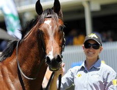 The Tony Gollan trained Vincere Volare (pictured above and below) was super winning on debut – I cannot see any reason why he will not continue on his winning way this weekend (see race 2)