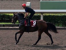 Viddora at Sha Tin on Thursday