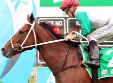 I think Chris Waller may trifecta the featured Doomben Cup. I am going on the form of the Hollindale Cup – despite the race being run on a heavy track. Life Less Ordinary (2), pictured above,  won the race despite having no real heavy track form. It was a solid win and he looks like he may go on with it now he has won. He beat his stable mate Mister Sea Wolf (3) who gets his first look at 2000 metres in the Doomben Cup this weekend. I just think that on a good track he may turn the tables on his stable mate. (see race 8)