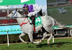 His previous win was over 1800m at The Gold Coast (pictured below) on heavy going just seven days before his huge Premier's Cup effort