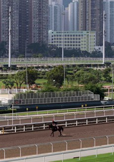 Viddora seen working at Sha Tin before her last race. The two-time Group 1 winning mare has now been retired.

Photos: Graham Potter and Darren Winningham
