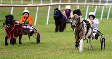 Mini trots


Where-else can you get such a great variety of racing for all ages


Photos: Darren Winningham