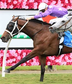 Invincibella (1) - pictured above - comes off the same preparation as last year winning the Group 2 Dane Ripper a fortnight ago when James McDonald placed her handy in the running and she was too strong and ran past her stable mate Prompt Return (2). But then Prompt Response (pictured below) won the Tiara. She does meet many of her opposition better at the set weights this weekend and she too looks a serious contender this weekend. (see race 8)