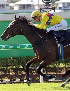 The Gollan Racing trained Vega One (1) will be sent out as a short-priced favourite after coming back from the Group 3 Fred Best to this Listed race at set weights. In his previous start at Doomben in the Listed QLD Day Stakes he was ridden by Blake Shinn and he won in decent fashion with a wonderful tactical ride by Shinn who is back on this weekend. (see race 4)

Photos: Darren Winningham and Graham Potter