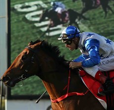 The Bostonian wins the 2018 Sunshine Coast Guineas

Photos: Graham Potter