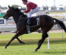 Tony Gollan trains the impressive Our Swan Lake (12) who made a dynamic impression when debuting at Doomben midweek three weeks ago. She wears the maroon colours of Glenlogan Park who bred and own her and ironically the Queenslander himself Jim Byrne (pictured below) will be in the saddle to get her home to victory! He did get me good last weekend prior to Origin at the track – I will be looking to have something to say when I see him on track this week! (race 1)