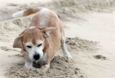 Buster at play … a huge part of Winno's life