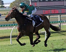 Alligator Blood romps home at Doomben on August 10 to keep his unbeaten record intact 