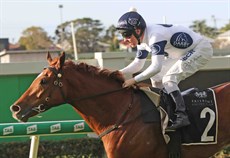 Constant Flight winning at Doomben on August 14 (above and below)