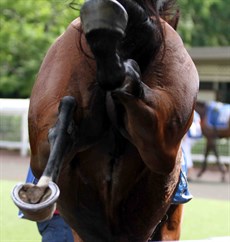 Working with horses … you always in the line of danger (see above and below)