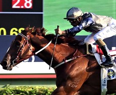 Aethero … so close to a track record

Photo: Hong Kong Jockey Club