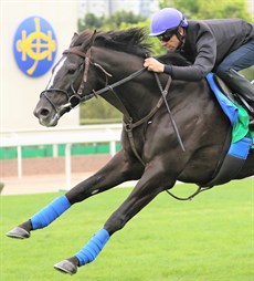 Glory Vase … at full stretch

Photos: Darren Winningham