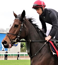 Magic Wand, is gunning for the Hong Kong Cup after her three mighty efforts in Melbourne

Photos: Darren Winningham
