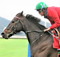 Prince Of Arran at trackwork at Sha Tin

Photo: Darren Winningham