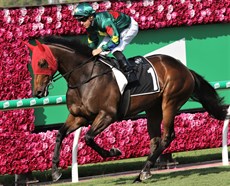 Alligator Blood … a truly magnificent looking racehorse

Photos: Graham Potter