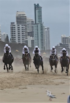 The beach gallops are always a great spectacle … even if some seagulls weren't certain where to watch it from
